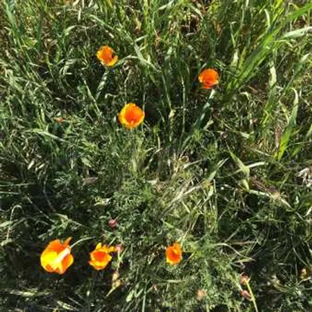 #happyearthday #celebratelife #loveourplanet #backyardmothernature #goldenstate ❤️❤️❤️❤️ California mornings